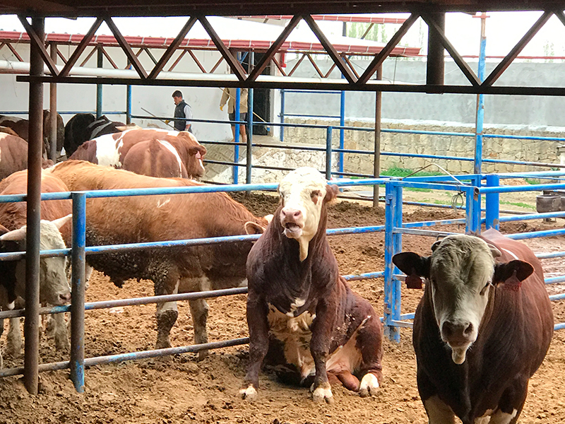 Ayvaz Et Üretim 1991