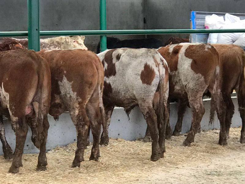 Ayvaz Et Üretim 1991