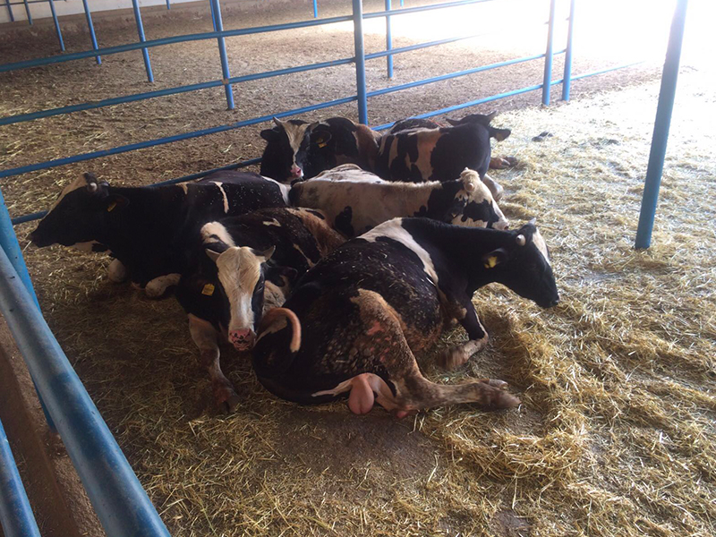 Ayvaz Et Üretim 1991