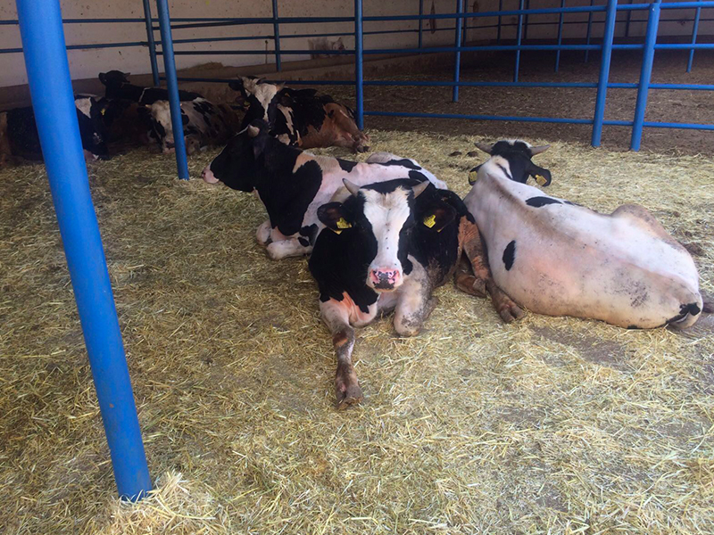 Ayvaz Et Üretim 1991