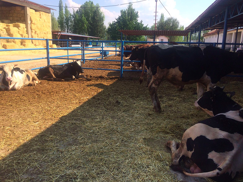 Ayvaz Et Üretim 1991