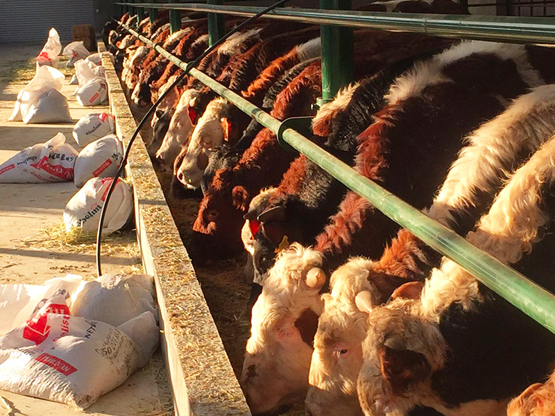 Ayvaz Et Üretim Tesisi