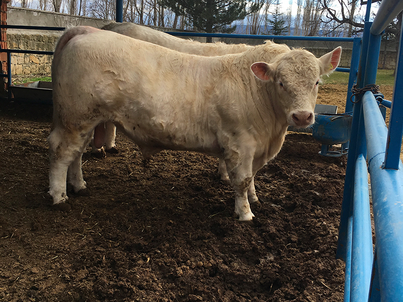 Ayvaz Et Üretim Tesisi