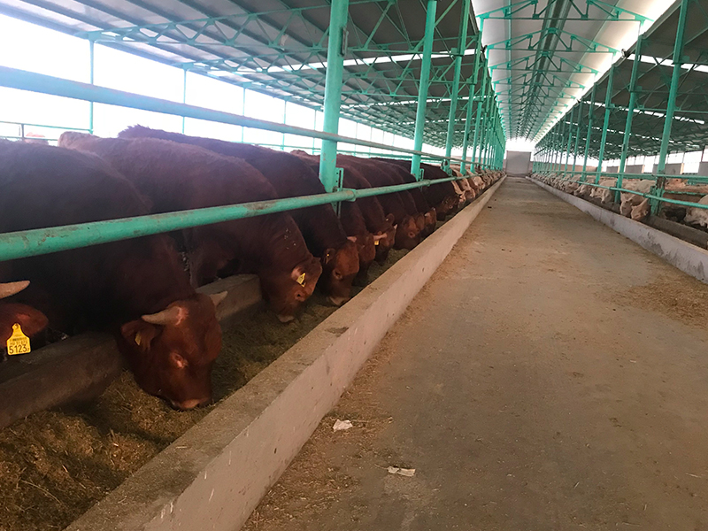 Ayvaz Et Üretim Tesisi